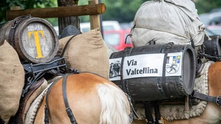 Bald geht es zum vierten Mal los: Für die Säumerwanderung auf der historischen Via Valtellina werden die Pferde wie vor Jahrhunderten mit Waren aller Art beladen. 