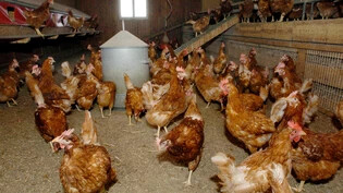 Vor der Virusübertragung geschützt: Ab Montag muss sämtliches Hausgeflügel wie diese Hühner im Bild für drei Monate unter Dach bleiben. 