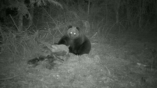 Bär mit Beute: Eine Fotofalle lichtet den Bären JJ3 ab, wie er sich über ein gerissenes Tier hermacht.