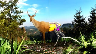 Gläsernes Wild: Wie siehts im Inneren eines Tieres aus? Ein neues, interaktives Onlinewerkzeug des Bündner Jagdamtes zeigts.