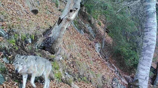 Das letzte Fotofallenbild: Am 5. Januar 2023 hat eine Wildtierkamera die Calandawölfin F07 erfasst. Sie war damals mindestens 13 Jahre alt und mit einem jüngeren Wolf unterwegs (rechts im Bild). Gut sichtbar ist die Narbe an ihrem rechten Vorderlauf.