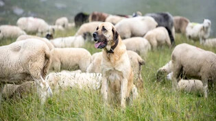 Wächter inmitten seiner Schafe: Ein Herdenschutzhund der Rasse Kangal auf der Schafalp Culm da Sterls oberhalb von Flims/Trin. 
