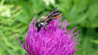 14 Millimeter gross und mit kräftigem Oberkiefer: Eine Stängel-Blattschneiderbiene versenkt sich in die Blüte einer Distel. 